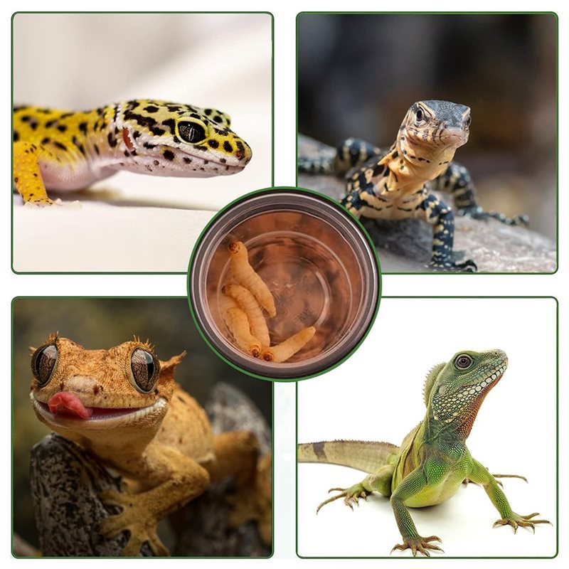 Crested Gecko Food And Water F - Water Dish Reptile ulasan dan harga